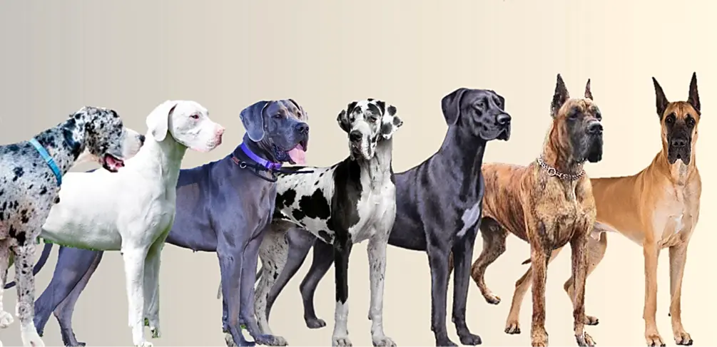Which ColorTypes of Great Danes are Accepted by AKC