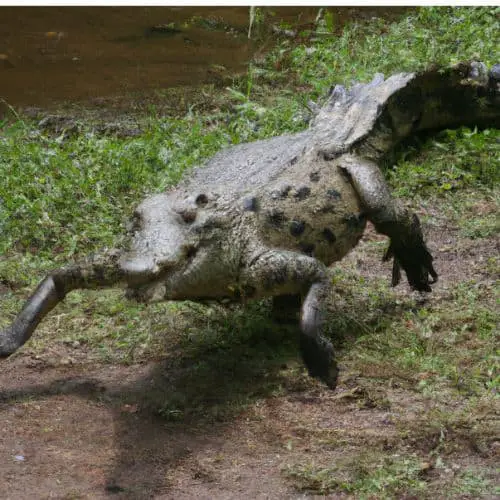 a crocodile running on land