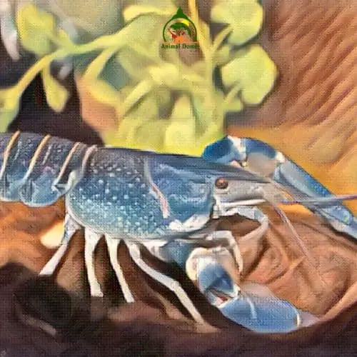 lobsters have blue blood