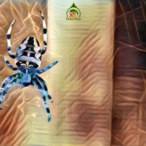 spiders have blue blood