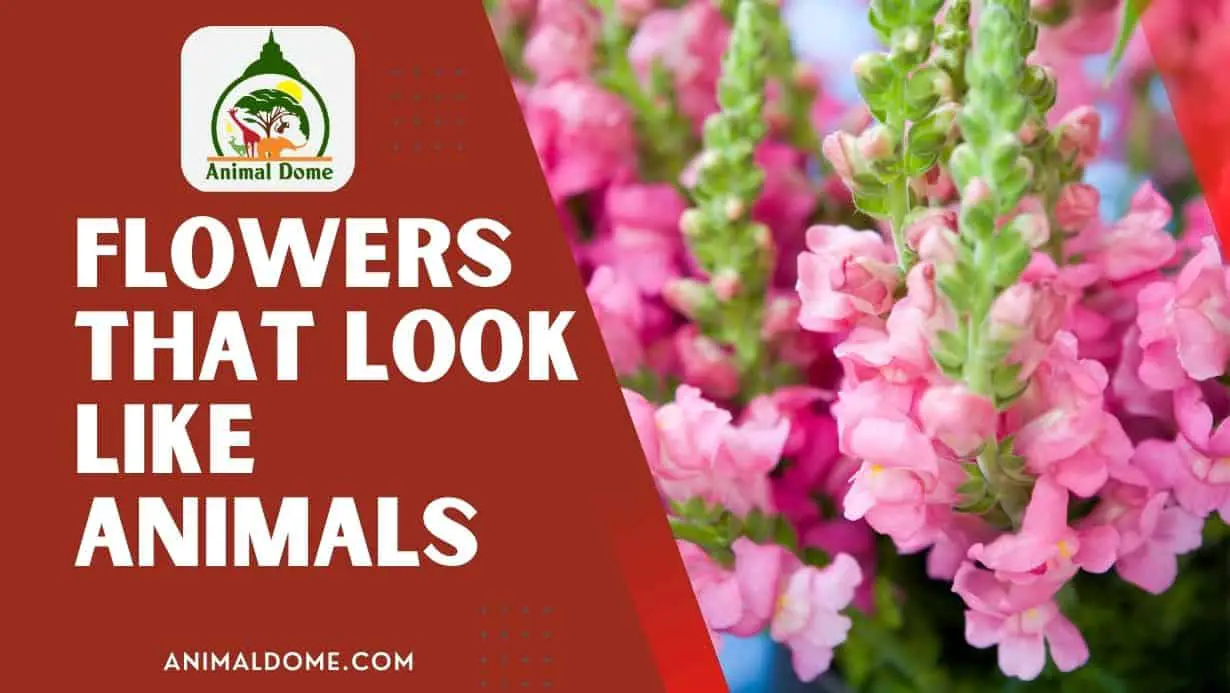 flowers that look like animals