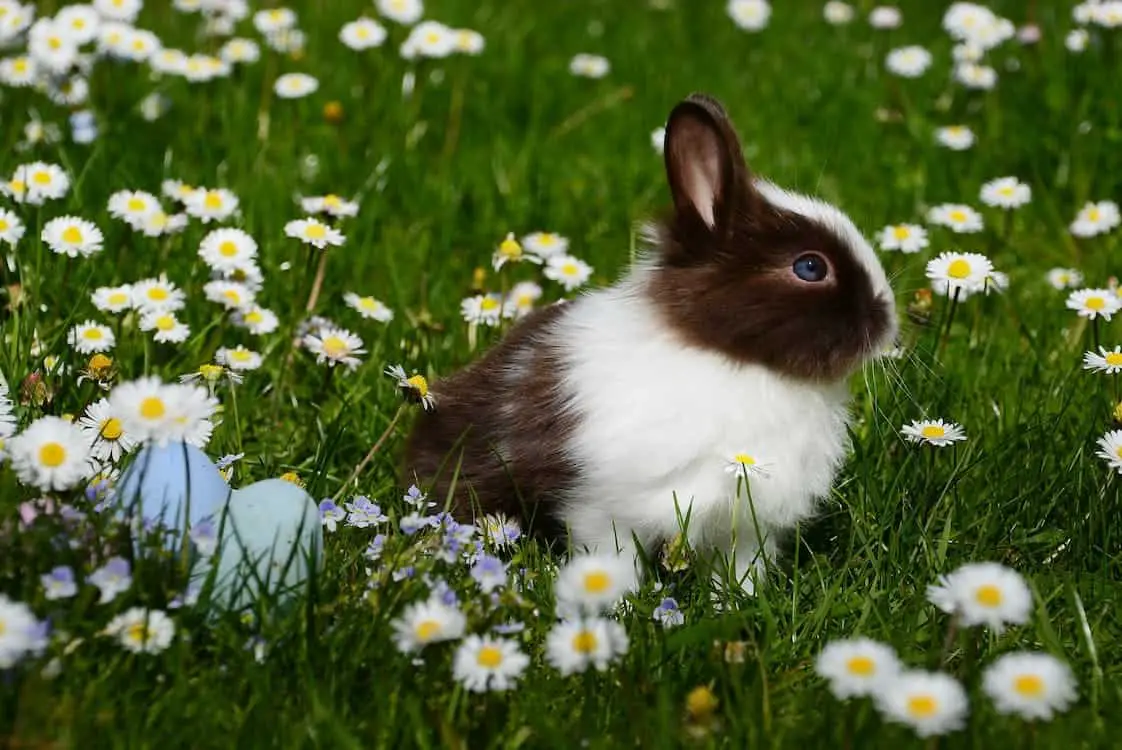 Unveiling the Enchanting World of Rabbits: Surprising Facts About These Fluffy Friends