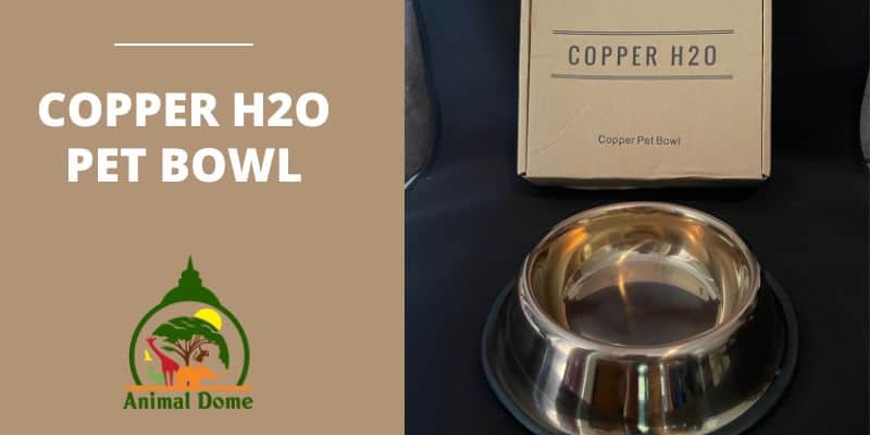 Copper H2O Pet Bowl