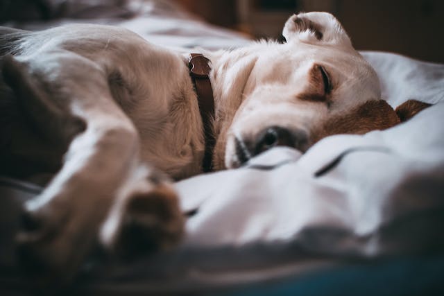 sick dog sleeping - featured image