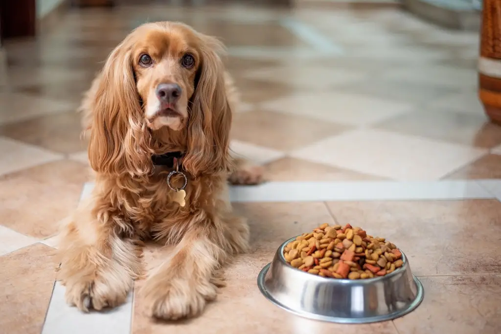 How Many Cups Are In A Pound Of Dog Food? Animal Dome