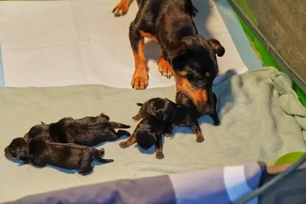 mother dog with newborn pups - featured image