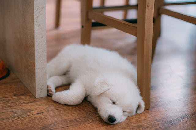 small white coated dog sleeping - featured image