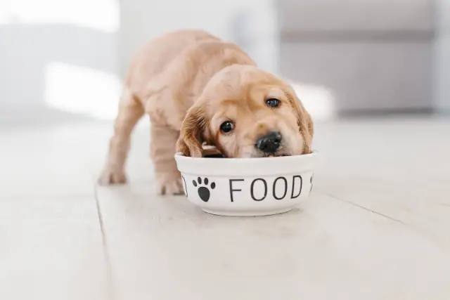 cute puppy leaning on food bowl - featured image