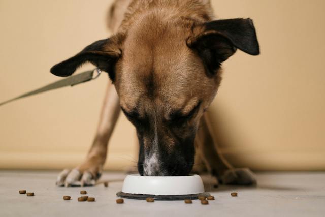 dog eating kibbles on a small bowl - featured image