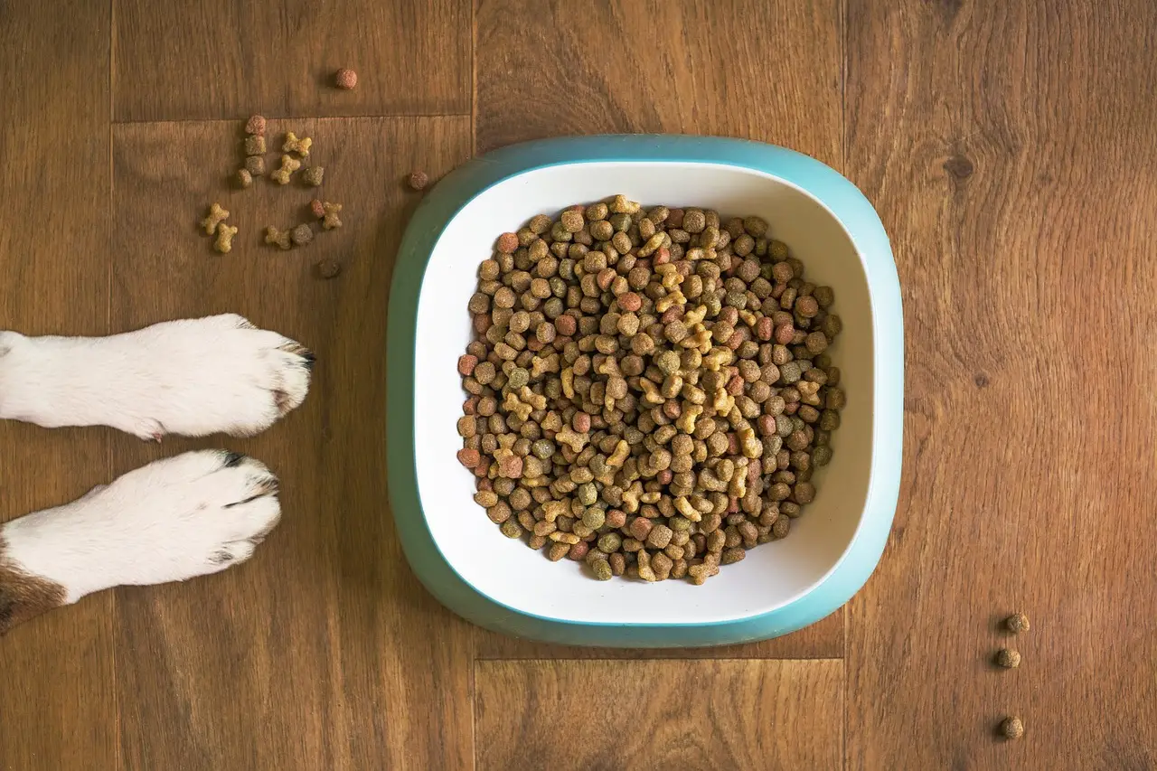 dog paws and a pound of kibbles - featured image