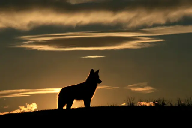 Coyote Vs Dog: Defining Their Key Characteristics
