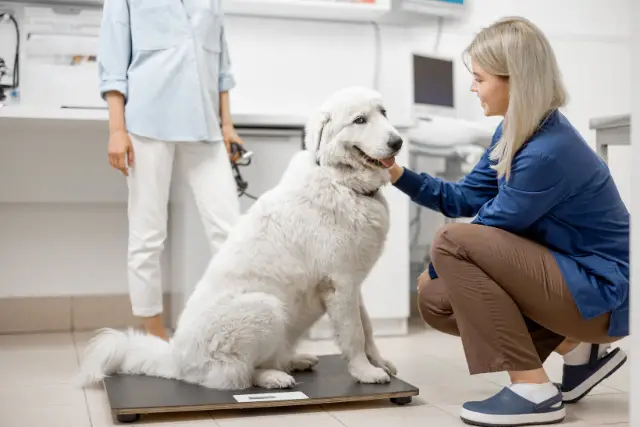 Relief Vets: Guiding Lights in Canine Nutrition and Diet