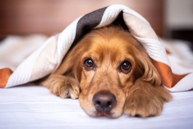 cute dog under the blanket - featured image