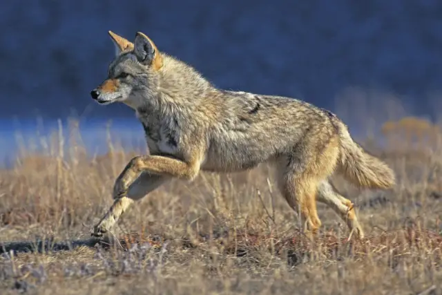 What Eats Coyotes? (The Food Chain In The Wild)