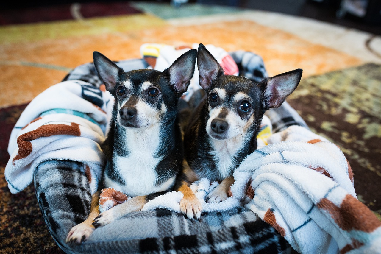 two little dogs on a sheet - featured image